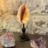 Image 3 of Ancien coquillage Casque rouge conque sur socle en bois tourné fin XIXe -  Cabinet de curiosités