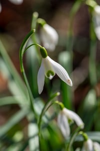 Galanthus Nivalis