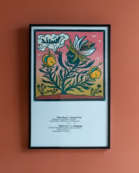 Espand (Wild Rue) — A3 Digital Colour Print by Pardis Pahlavanlu, Spring 2025