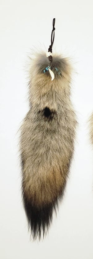 Image of Coyote Tail with Tooth