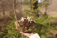 Image 2 of Woodbine Hand Gathered & Hand Woven Basket