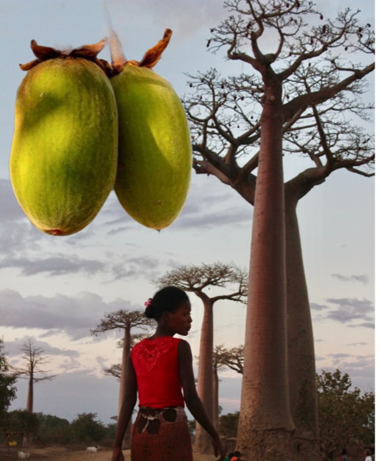LEMONY CHELLO! Baobab Oil. Poisoning-Fever-Virus-Painkiller-Aphrodisiac-Skin-Hair