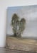 Image of Arbres solitaires