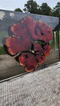 Image 4 of Californian red cedar 166