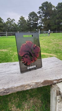 Image 8 of Californian red cedar 166