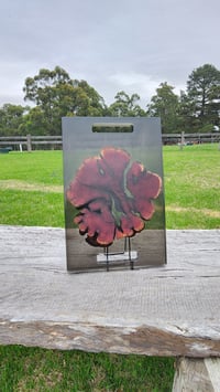 Image 9 of Californian red cedar 166