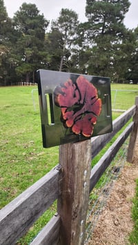 Image 3 of Californian red cedar 166