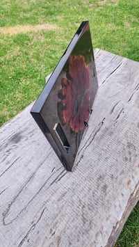 Image 5 of Californian red cedar 166