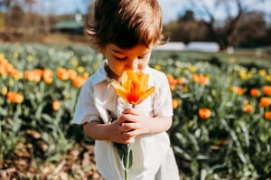 Image of U PICK TULIPS GLASTONBURY MINIS 2026