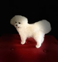 Image 1 of 9” Bichon Frise