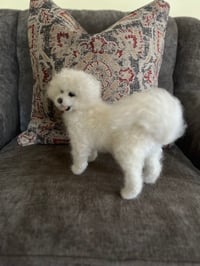 Image 2 of 9” Bichon Frise