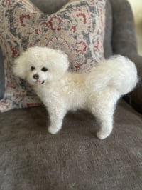 Image 4 of 9” Bichon Frise