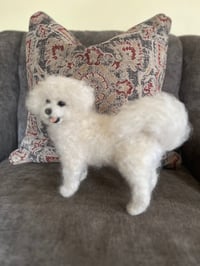 Image 5 of 9” Bichon Frise