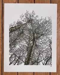 Image 2 of Woodland Edge (version 2)