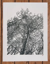 Image 2 of Woodland Edge (version 3)