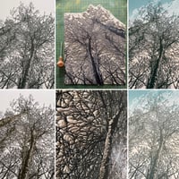 Image 4 of Woodland Edge (version 1)