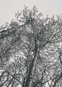 Image 1 of Woodland Edge (version 3)