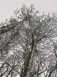 Image 1 of Woodland Edge (version 2)