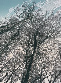 Image 1 of Woodland Edge (version 1)