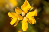 Image 1 of Spring Yellow