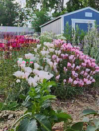 Image 1 of Intro to Cut Flower Gardening