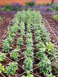 Image 2 of Intro to Cut Flower Gardening