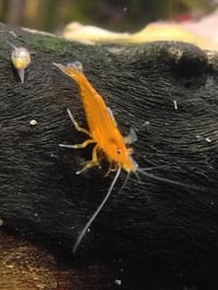 Orange Neocaradina Shrimp