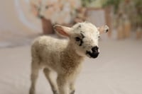 Image 4 of Easter Mini Sessions - March 21st