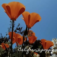 Image 4 of Radiance Elixir 