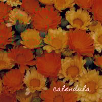 Image 2 of Radiance Elixir 