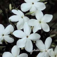 Image 3 of Radiance Elixir 