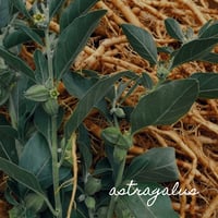 Image 4 of Transmutate 