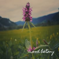 Image 4 of Quiescence 