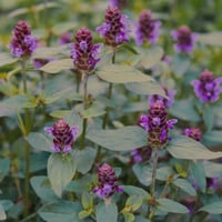 Image 3 of Self Heal