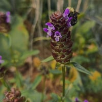 Image 4 of Self Heal