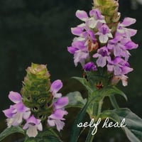 Image 2 of Self Heal