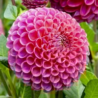 Caitlyns Joy, Grower 5 Pak