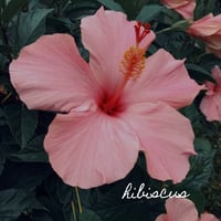 Image 5 of Heart Essence 