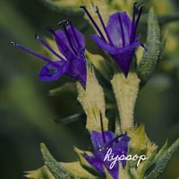 Image 2 of Purification 