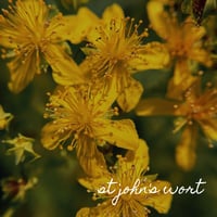 Image 2 of St John's Wort