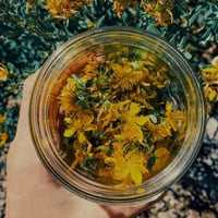 Image 3 of St John's Wort