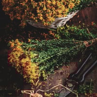 Image 4 of St John's Wort