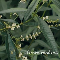 Image 4 of Inflammation