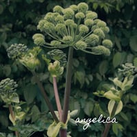 Image 2 of Femme Force