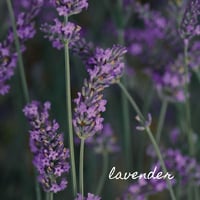 Image 2 of Lavender 