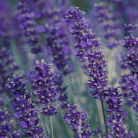 Image 4 of Lavender 