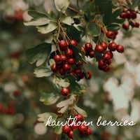 Image 2 of Hawthorn Oxymel 