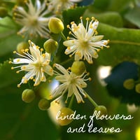 Image 2 of Heartease Tea