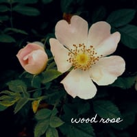 Image 4 of Heartease Tea