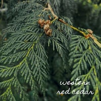 Image 2 of Healing Balm